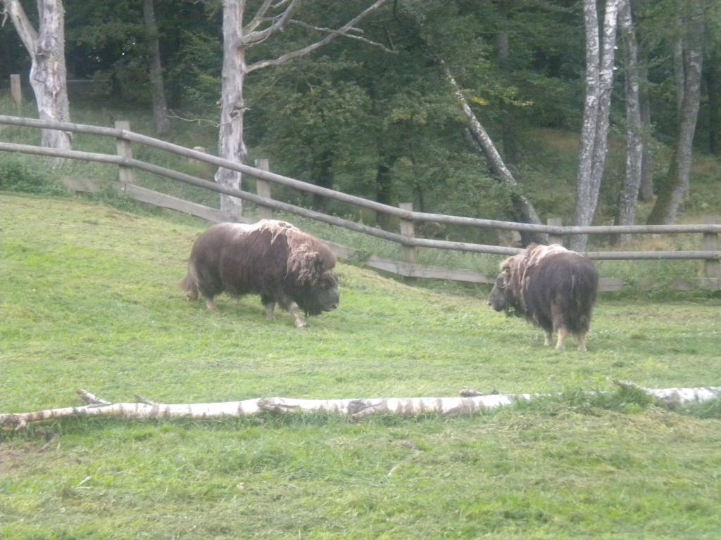 Skånes Djurpark 110827 069.jpg