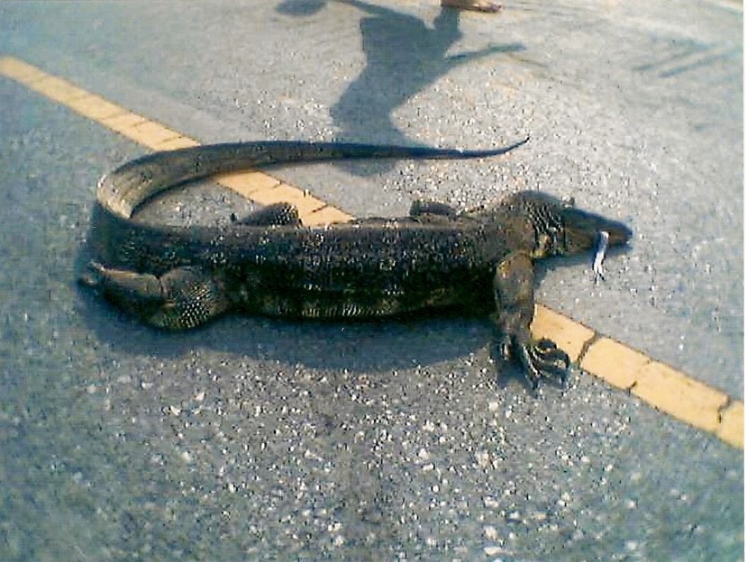 skanna0001.jpg