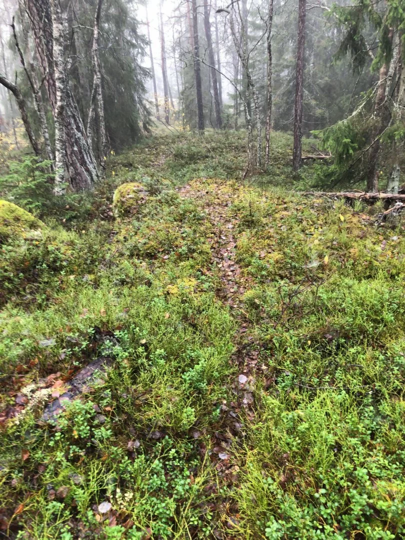 skogen.webp