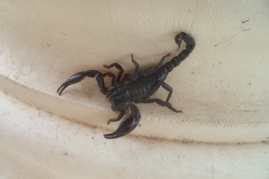 Skorpion 006.JPG