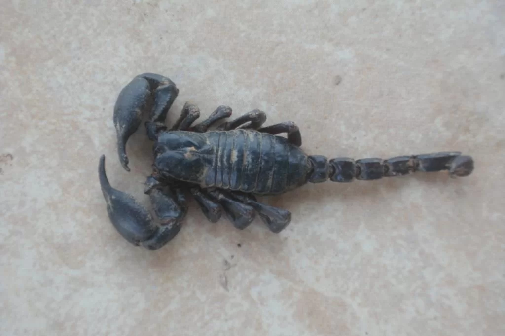 Skorpion 094.webp