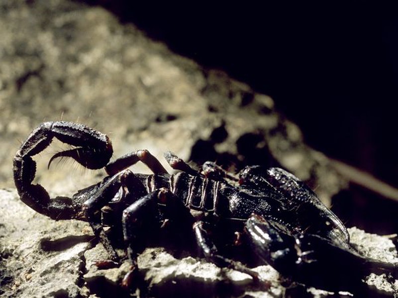 Skorpion [800x600].jpg