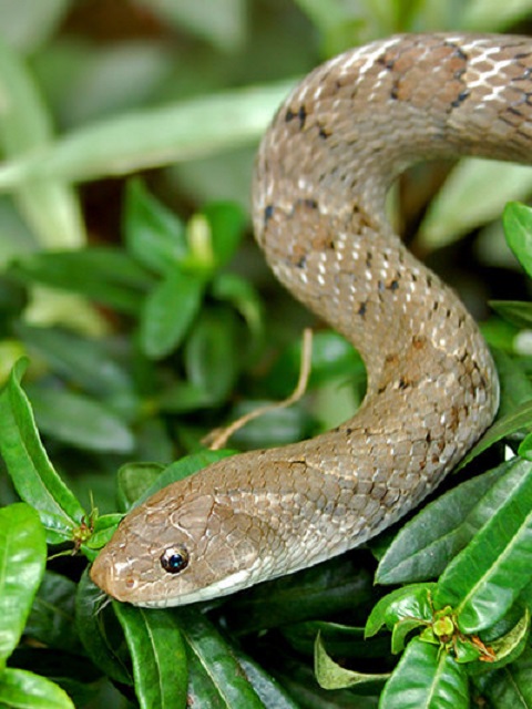 small-banded-kukri-snake_123-218a_RH.jpg