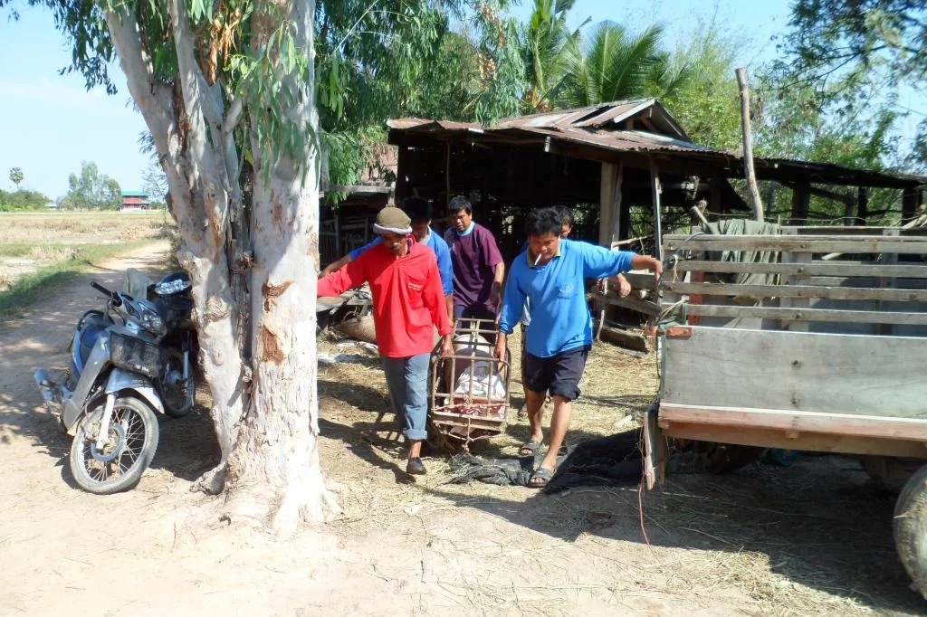 Small C, Luay 056.webp