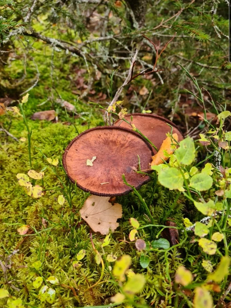 SmartSelect_20200924-101846_Gallery.webp