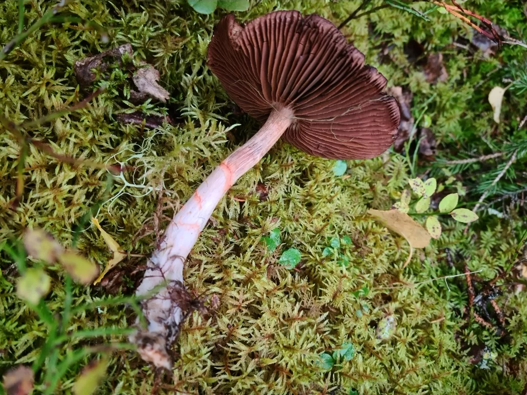 SmartSelect_20200924-101856_Gallery.webp