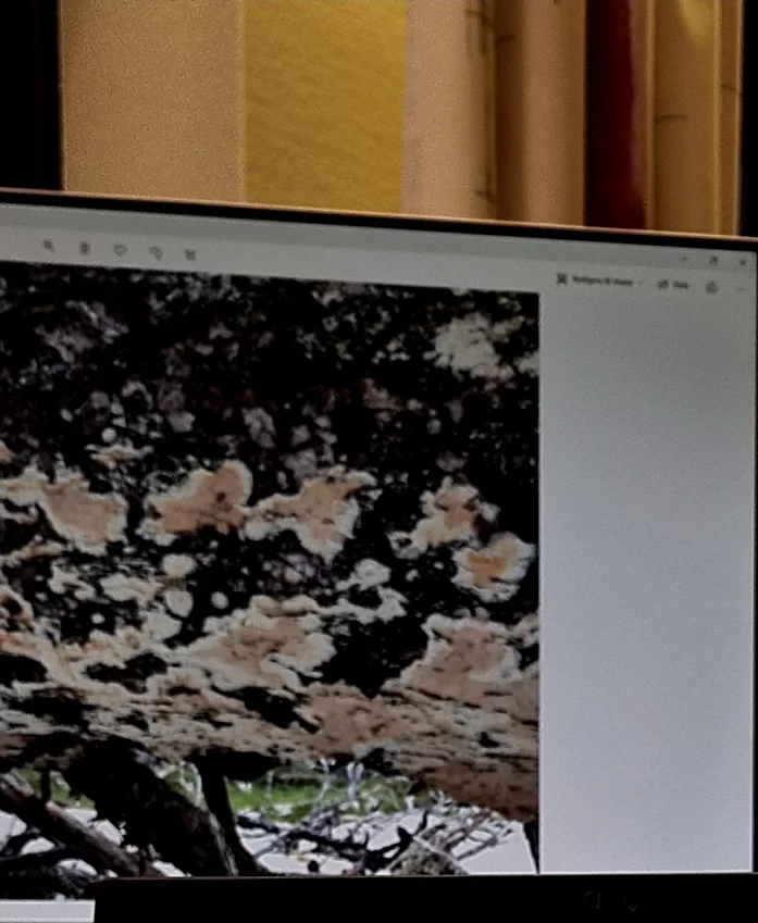 SmartSelect_20201116-185300_Gallery.webp