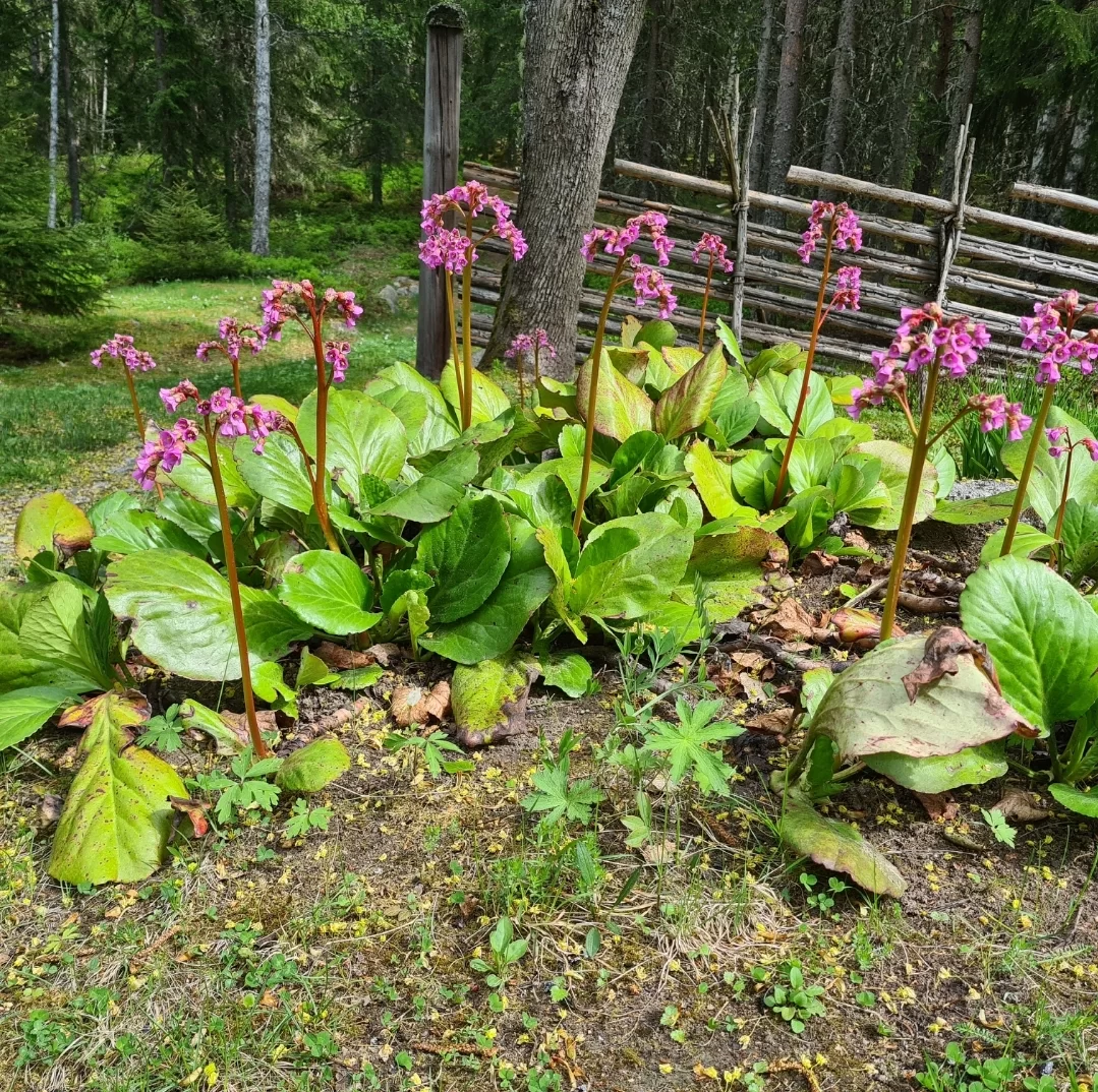 SmartSelect_20230526_144412_Gallery.webp