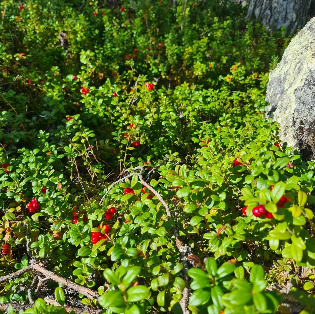 SmartSelect_20230818_164530_Gallery.webp