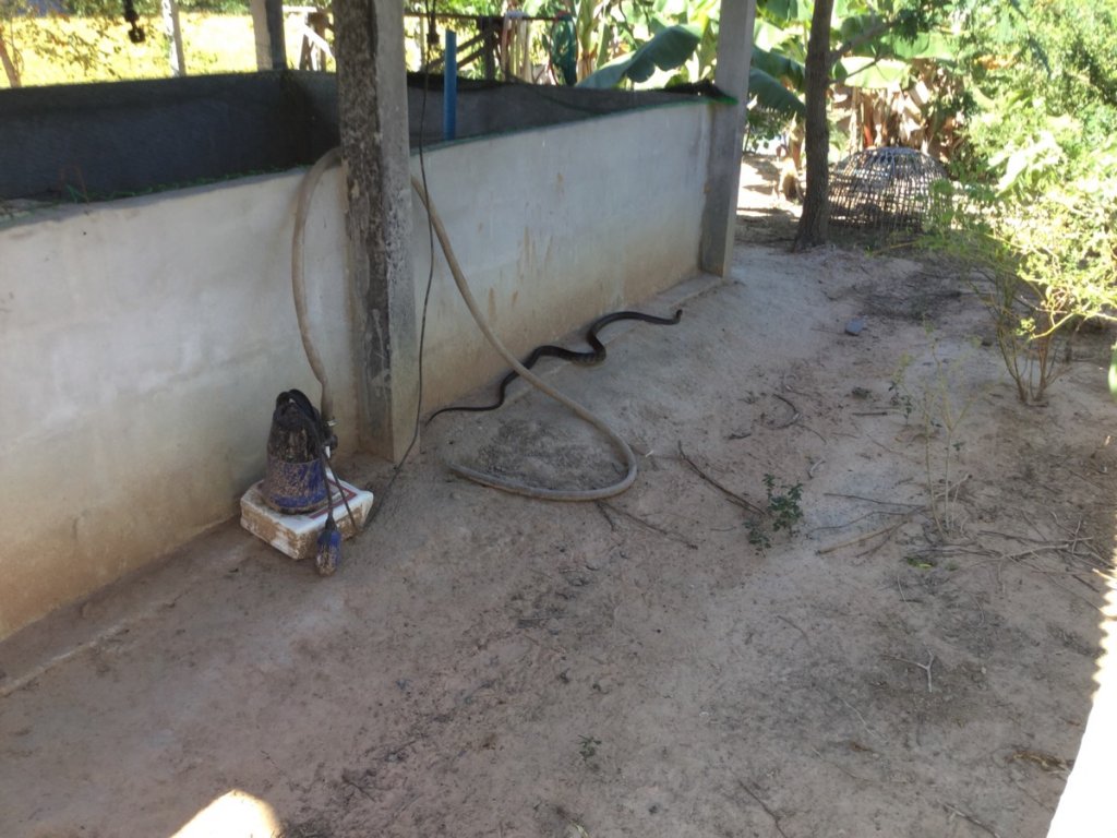 snake 2.jpg