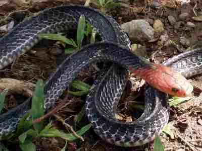 Snake (2).webp