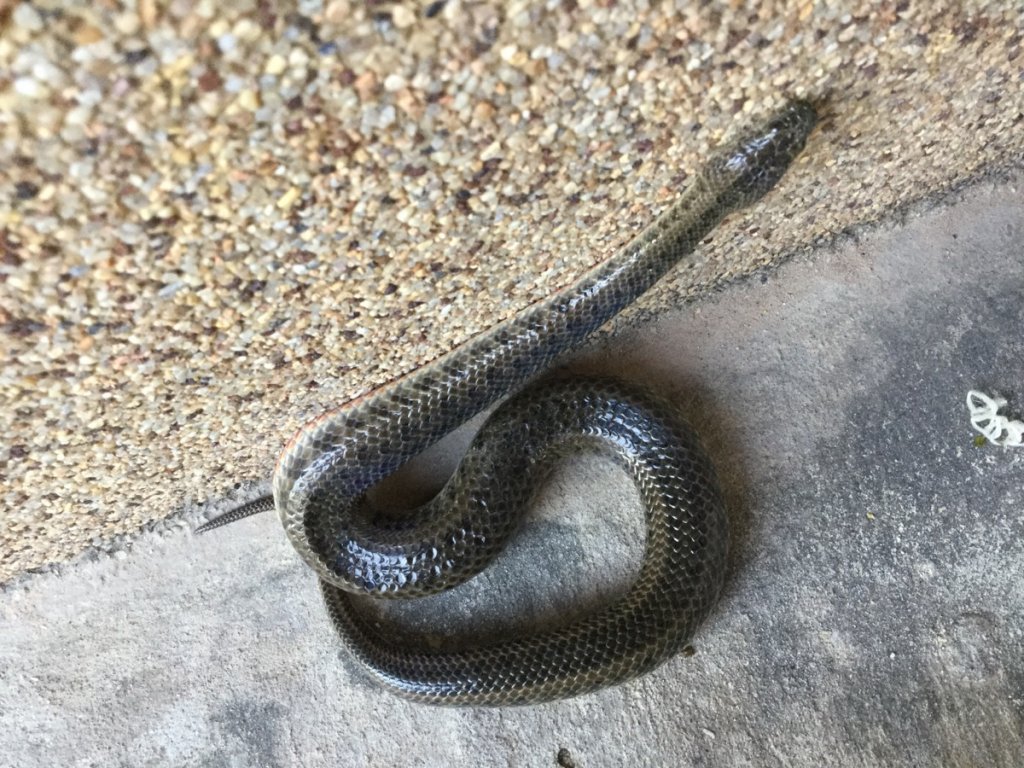 snake från farmen.jpg