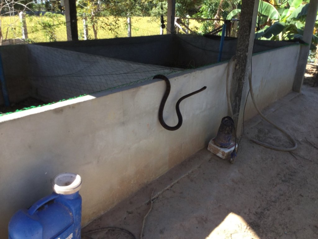 Snake.jpg