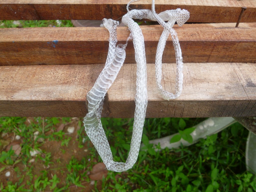 snake skinn.JPG