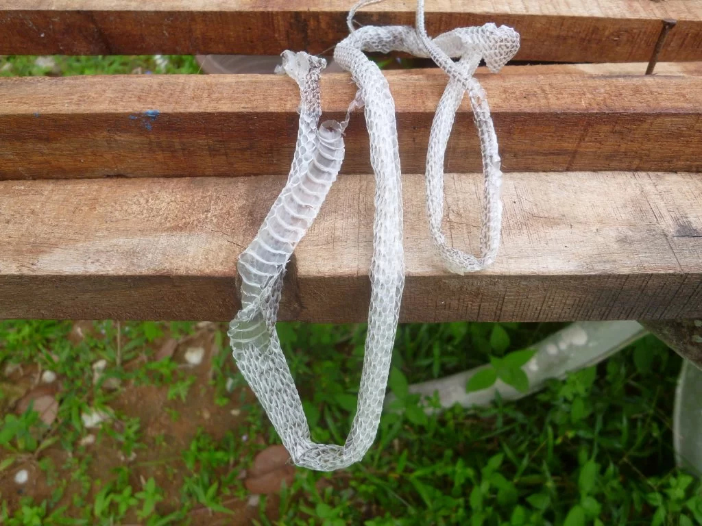 snake skinn.webp