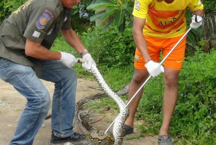 snake.webp
