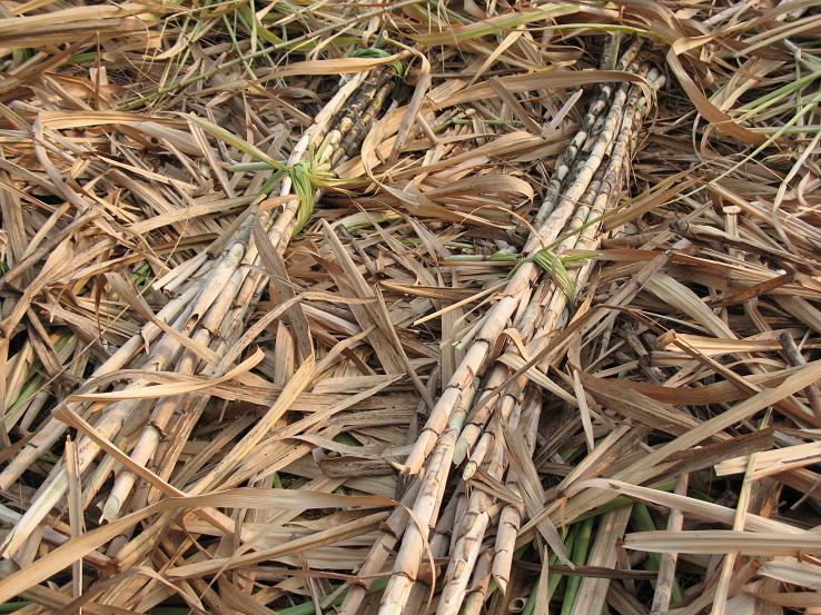 Sugar cane.jpg