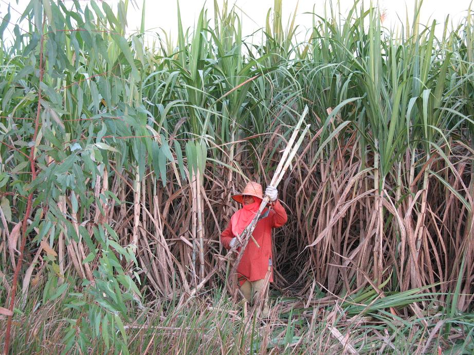 Suger cane.JPG