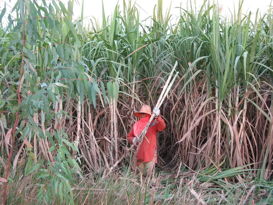 Suger cane.webp
