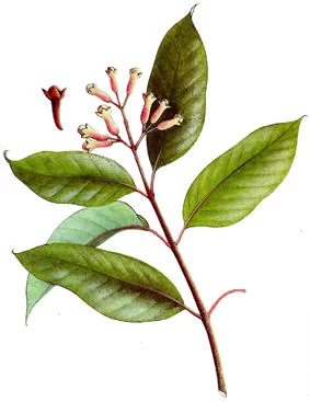 syzygium_aromaticum1.webp