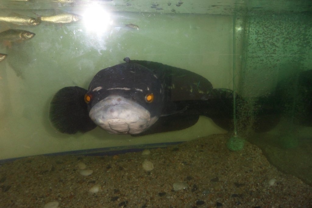 Termit 108.JPG