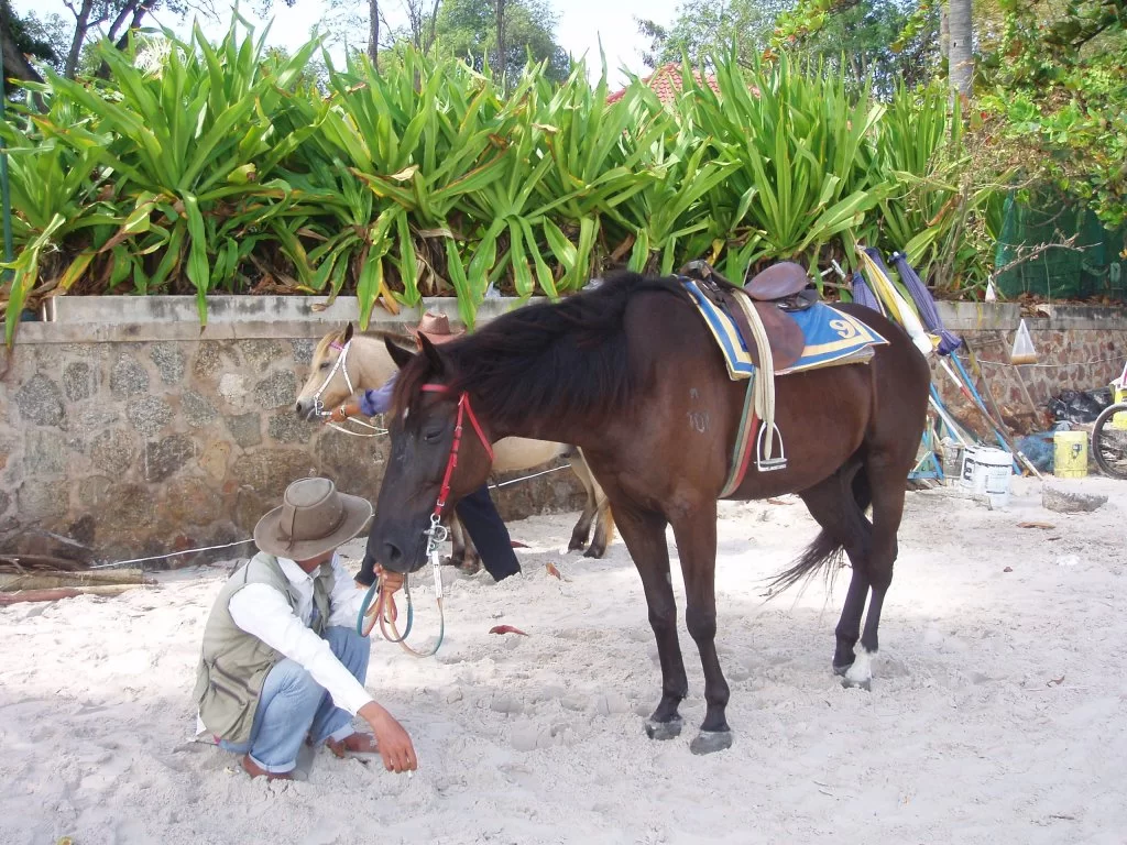 thai dec 06 042.webp