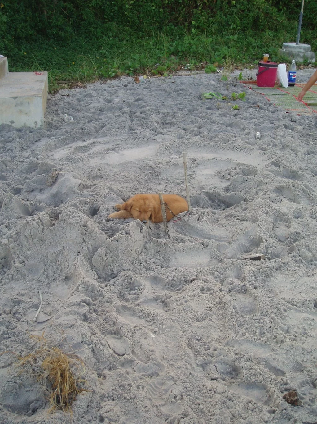 thai dec 06 047.webp