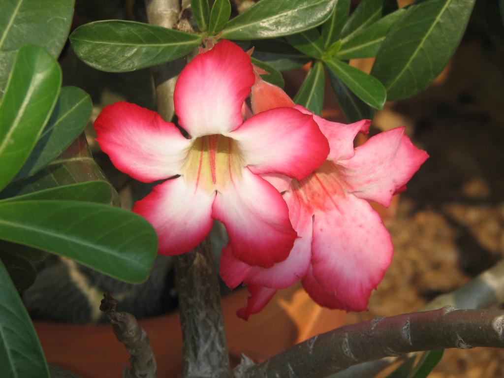 Thai love 013.jpg