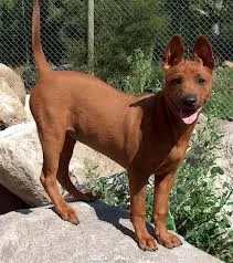 Thai Ridgeback 4 month.webp