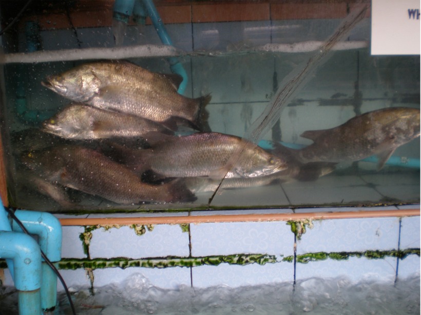 thailand%202010%20075.jpg