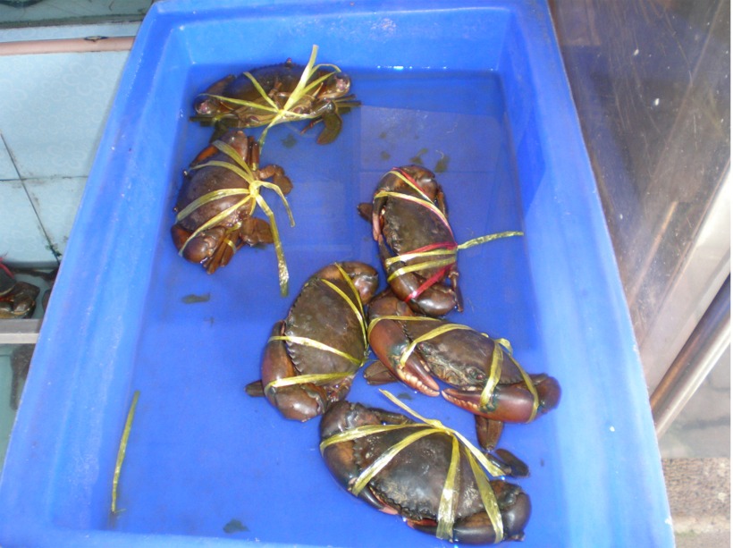 thailand%202010%20211.jpg