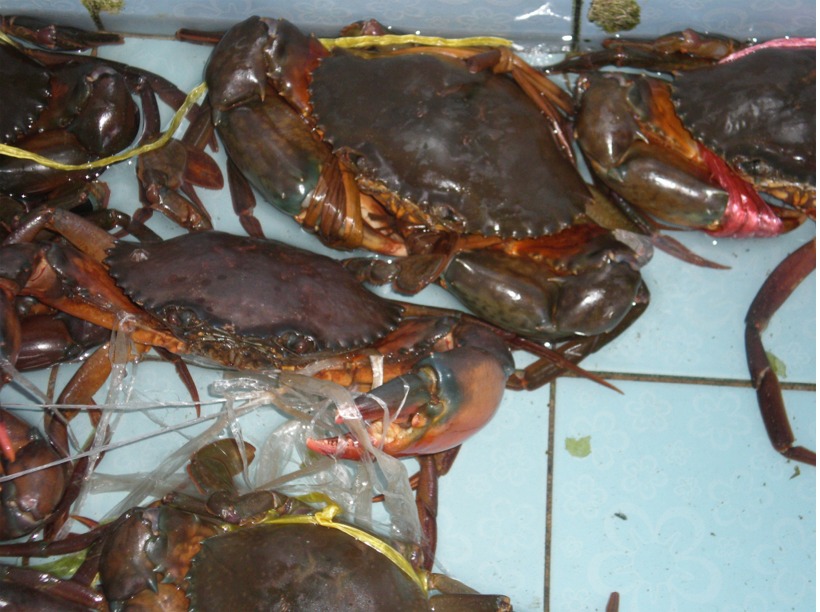 thailand%202010%20213.jpg