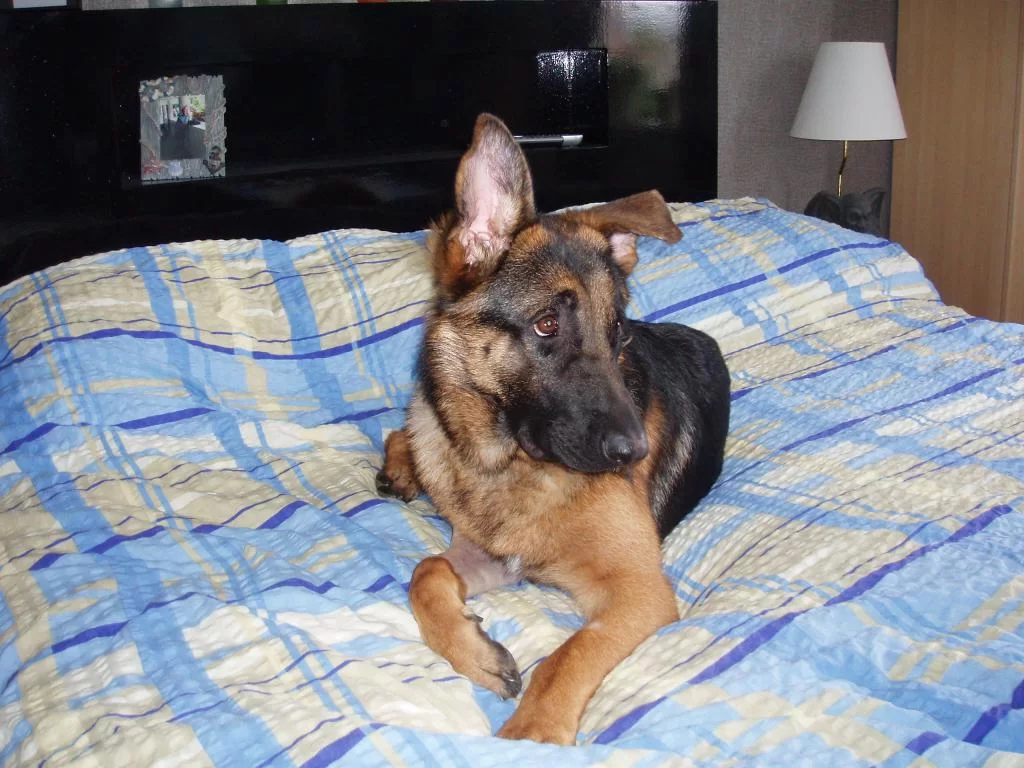 thailand+athena 060.webp