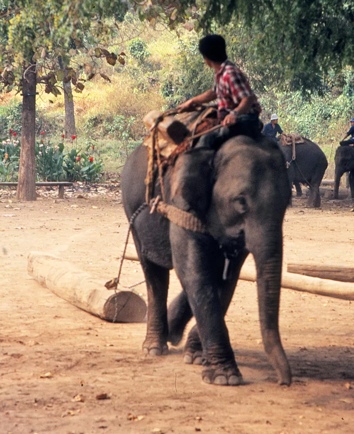 thailand_0034.webp