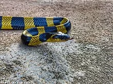 The_Banded_Krait.webp