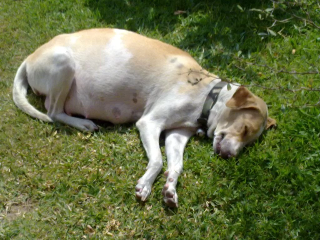 Thong död 30-01-2011.webp