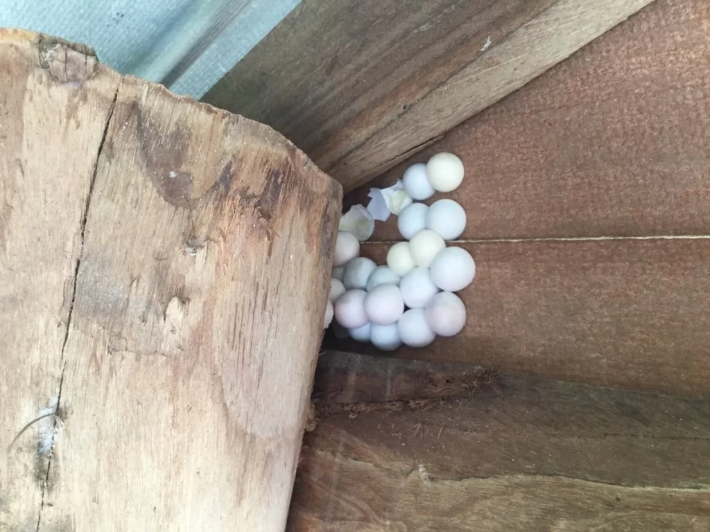 Tokayödlans ägg.webp