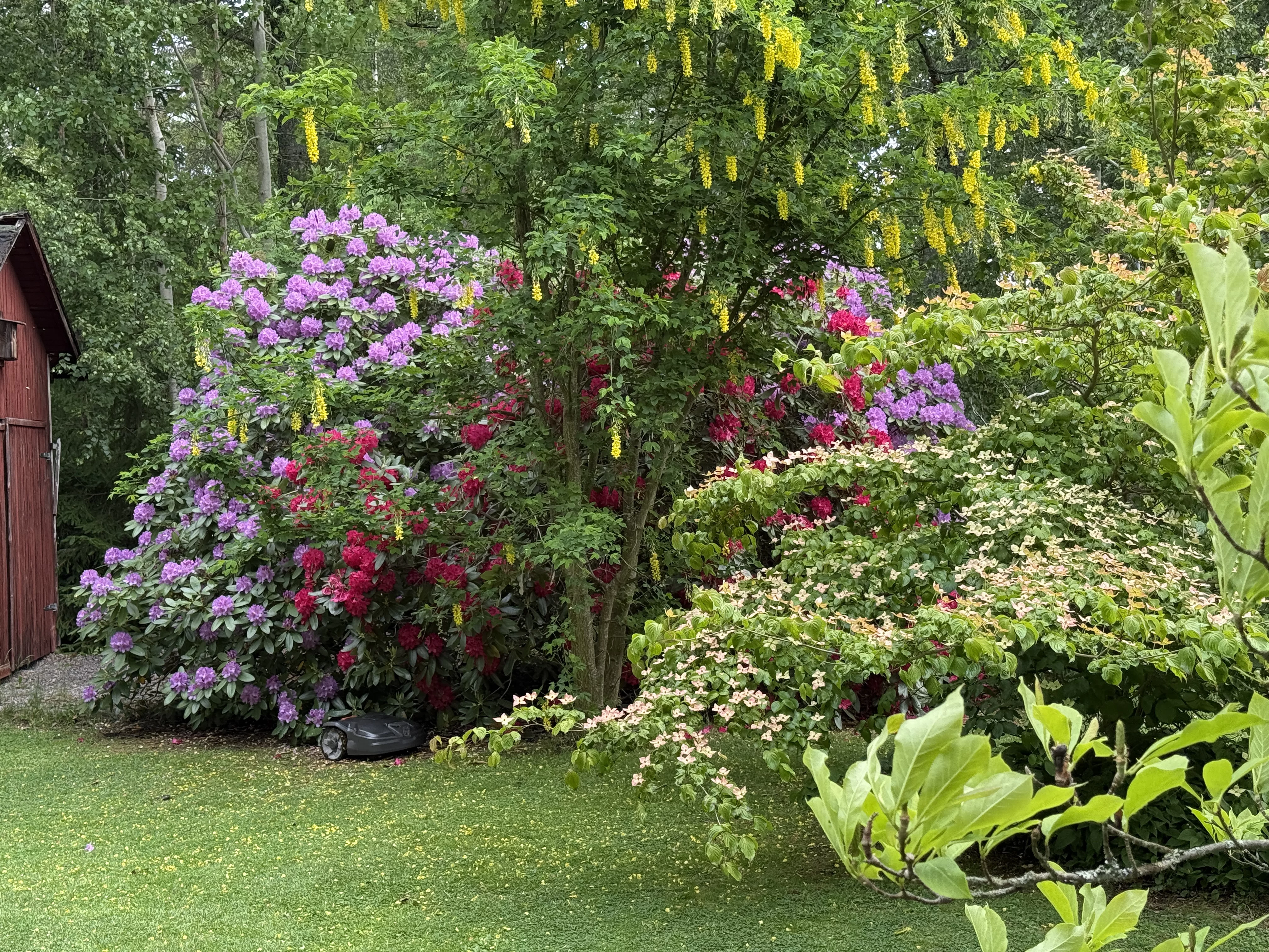 trädgård.webp