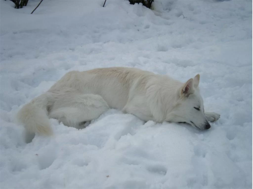 trött efter fasters lek.webp