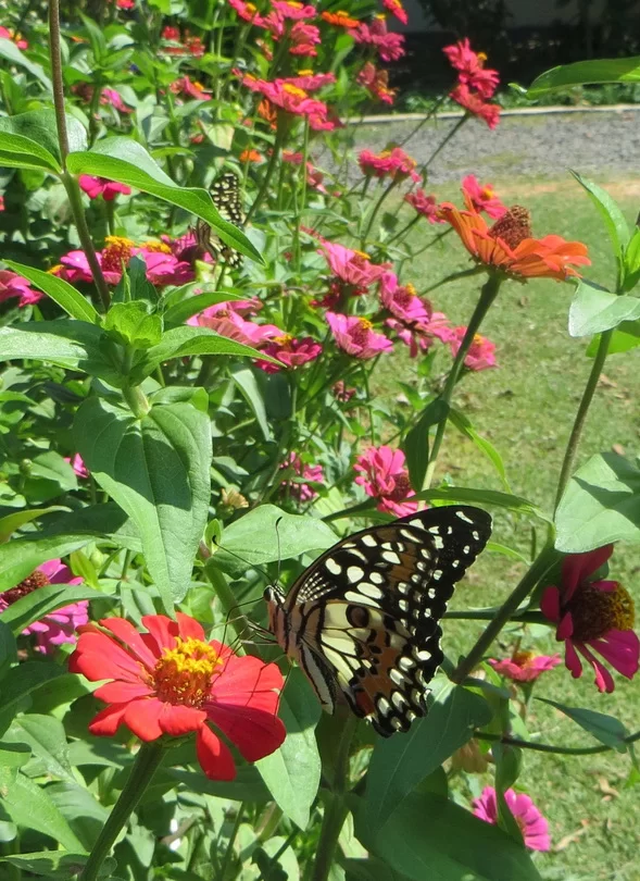 Två fjärillar.webp