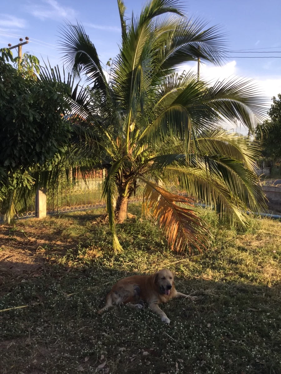 Ubons egen lilla palm.webp