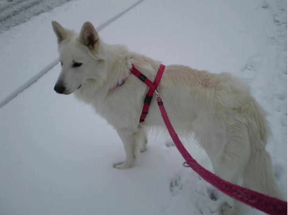 väntar på att gå över gatan.webp
