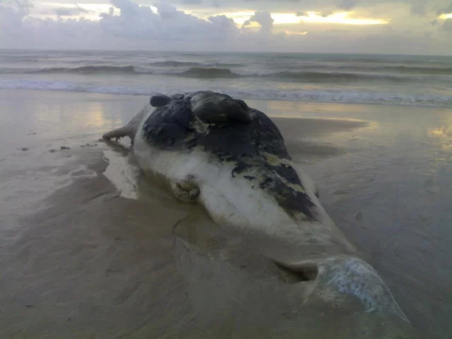 whale21a.webp