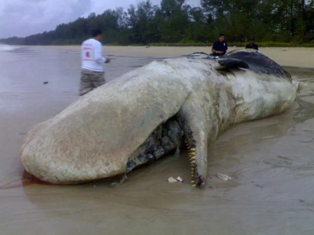whale21b.webp