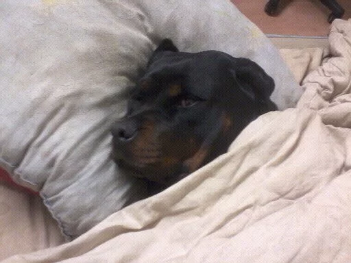 Zelda sover.webp