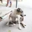 SoiDog
